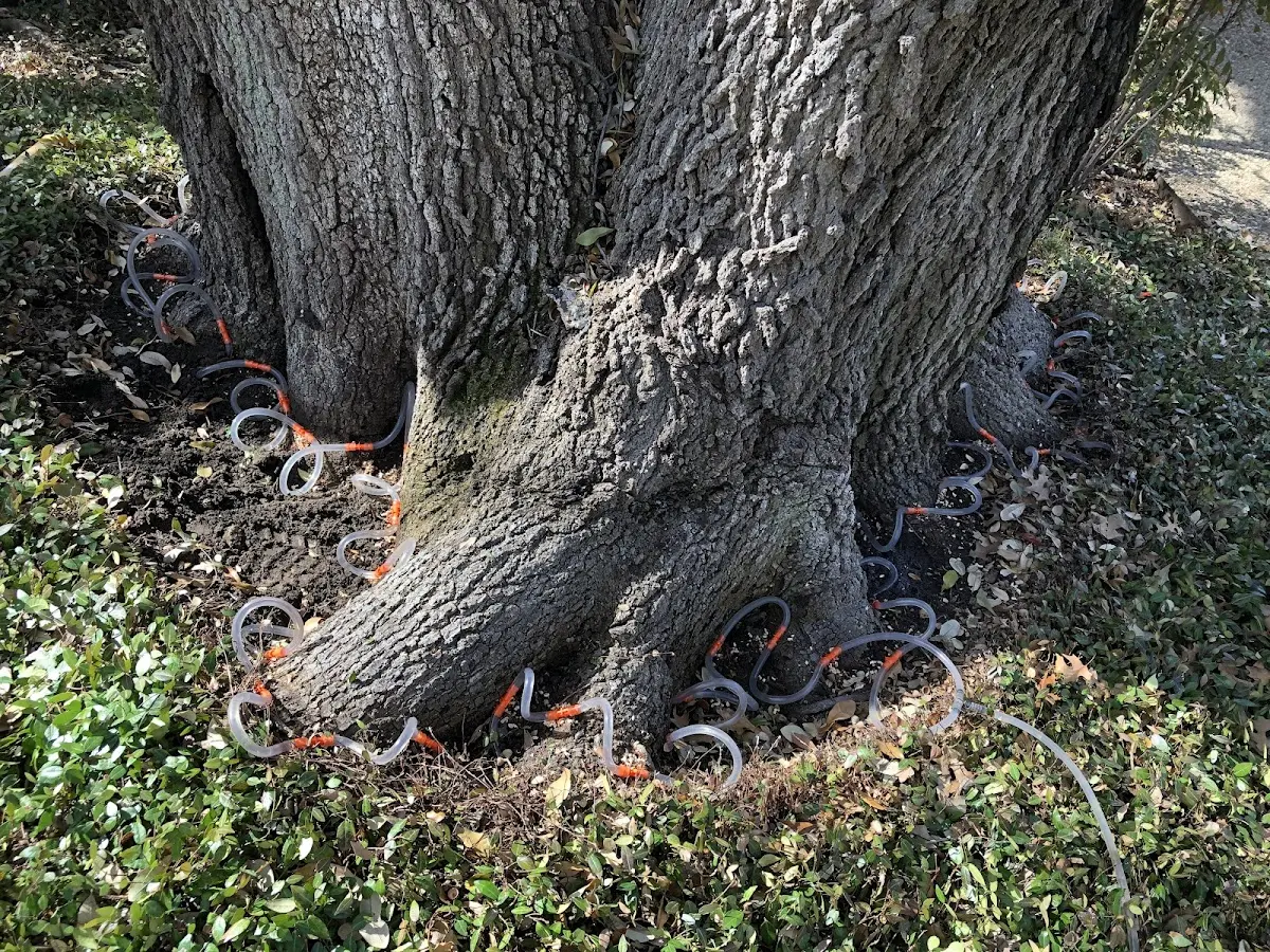 Detailed Tree Cabling and Bracing job site in San Bruno