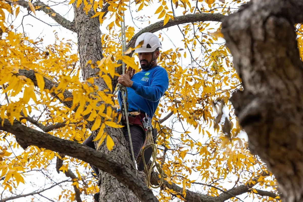 Skilled Tree Planting crew working in San Bruno
