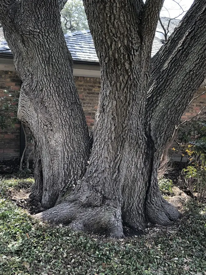 Mature heritage tree close to a San Bruno property cared for by certified arborists